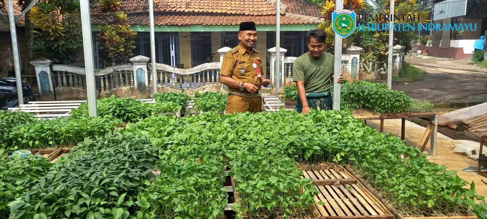 Upaya Tekan Inflasi Daerah Camat Sukagumiwang Kunjungi Kebun Bibit