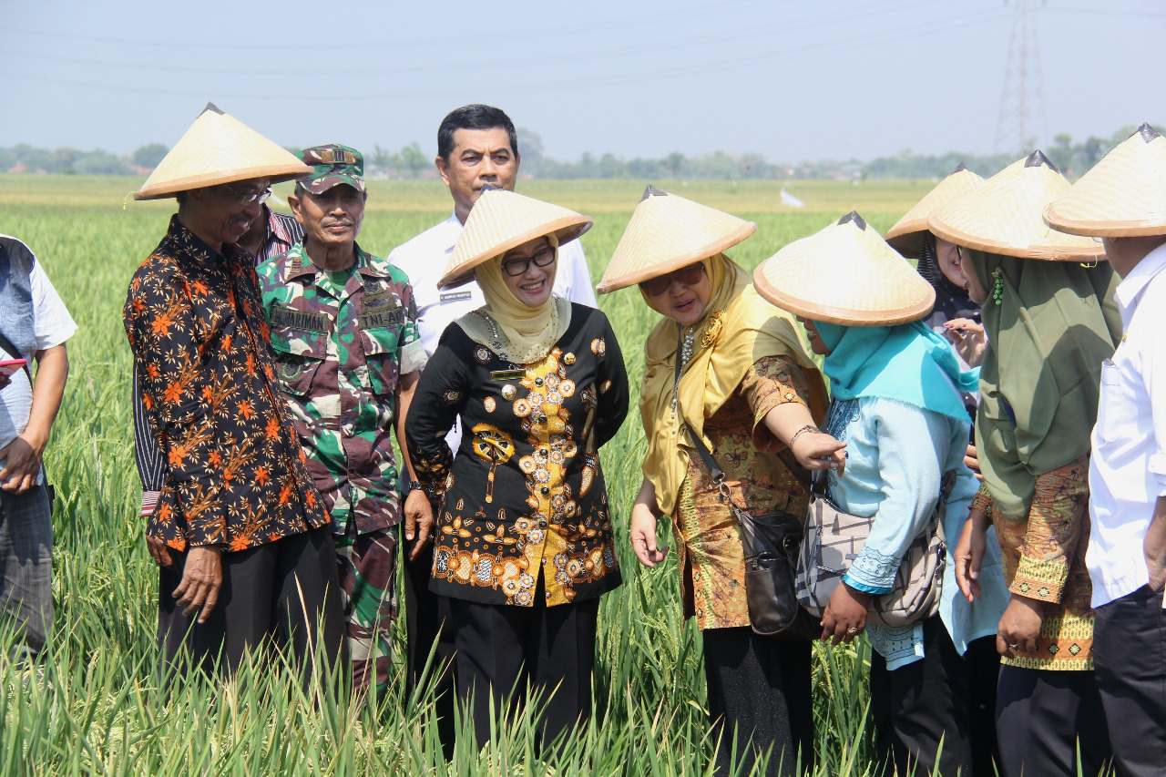 SRI News Bibit Padi Unggulan Hasilkan 10 Ton Per Hektar INDRAMAYUKAB.GO.ID SRI News Bibit Padi Unggulan Hasilkan 10 Ton Per Hektar INDRAMAYUKAB.GO.ID