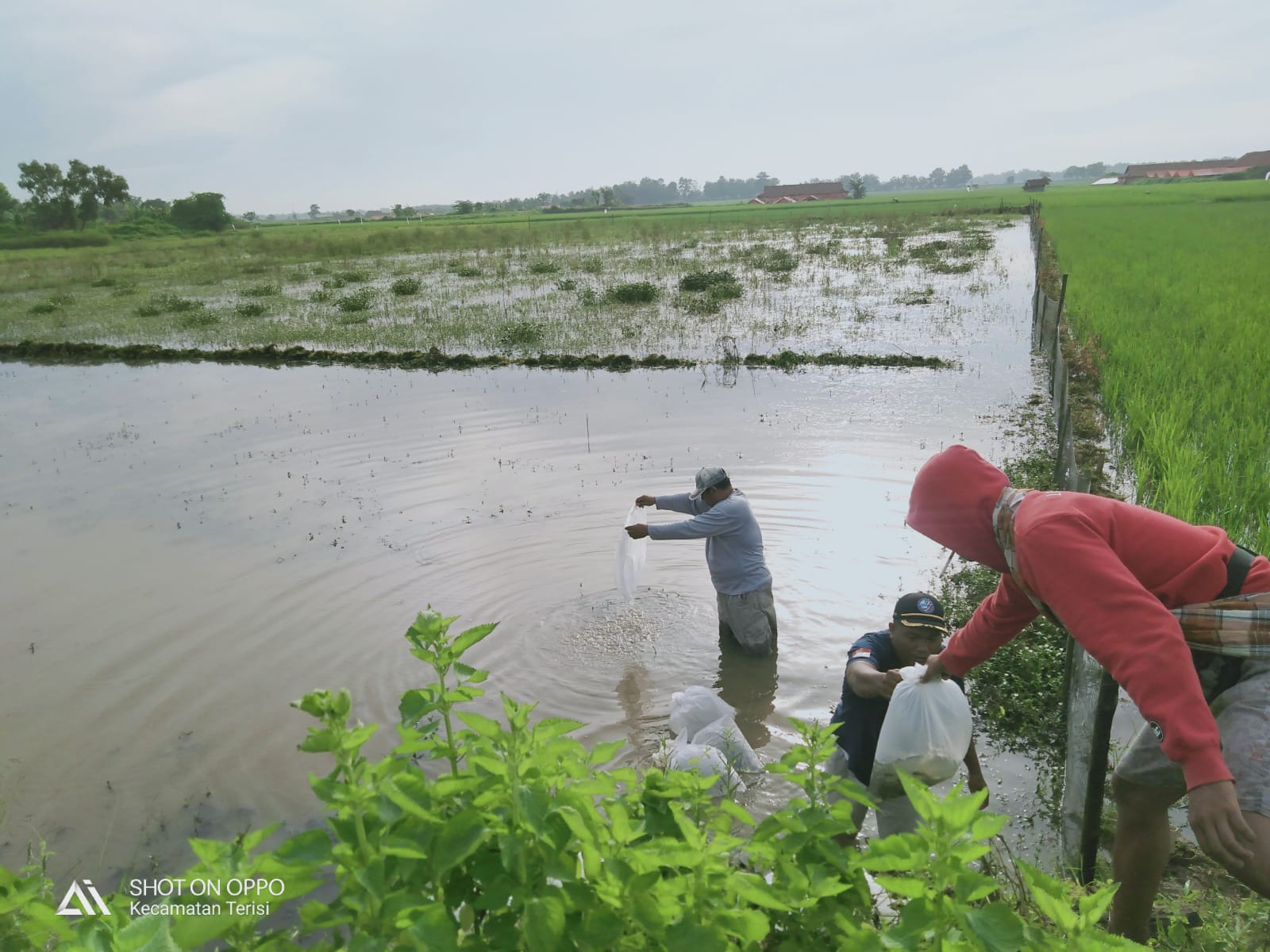 Peringati Hari Gizi Nasional Pemdes Jatimulya Terisi Lepas Benih Ikan